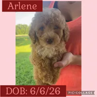 Arlene, a female Goldendoodle for sale in Saint Louis, MO – 1 of 1