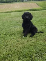 Scarlett , a female Labradoodle for sale in Springfield, IL – 3 of 3