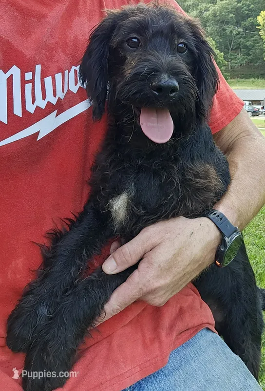 Buck – Labradoodle puppy for sale in Batchtown, IL