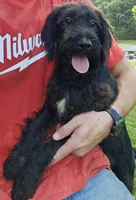 Buck, a male Labradoodle for sale in Batchtown, IL – 1 of 2