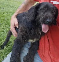 Buck, a male Labradoodle for sale in Batchtown, IL – 2 of 2