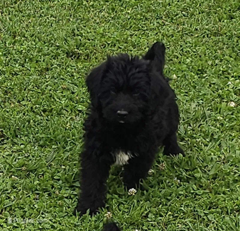 Buck – Labradoodle puppy for sale in Godfrey, IL