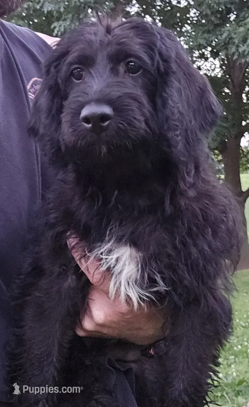 Buck – Labradoodle puppy for sale in Saint Louis, MO