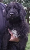 Buck, a male Labradoodle for sale in Saint Louis, MO – 1 of 1