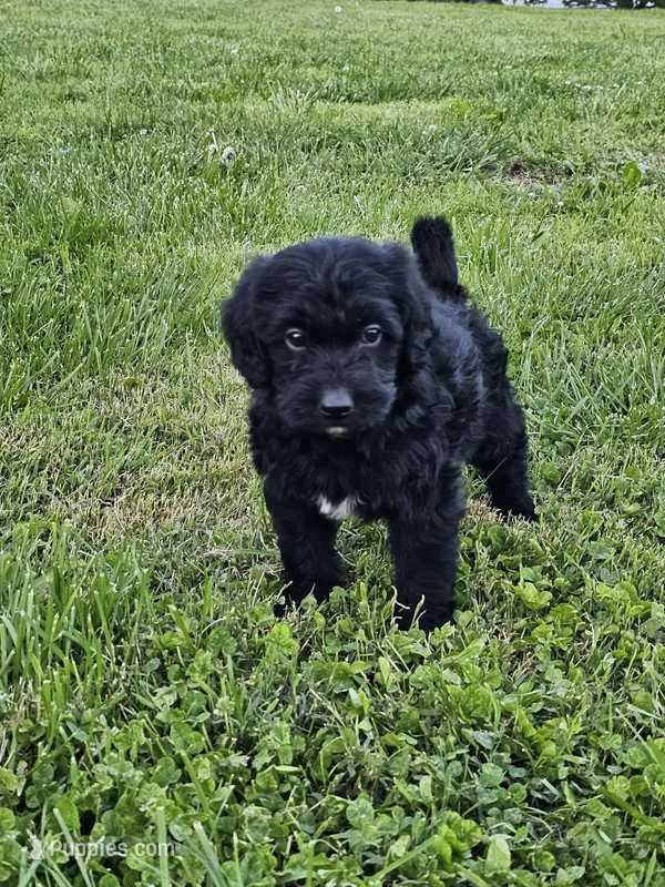 Cooper – Labradoodle puppy for sale in Saint Louis, MO