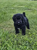 Cooper, a male Labradoodle for sale in Saint Louis, MO – Photo 1 of 3
