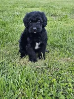 Cooper, a male Labradoodle for sale in Saint Louis, MO – Photo 3 of 3