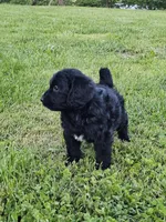 Cooper, a male Labradoodle for sale in Saint Louis, MO – Photo 2 of 3