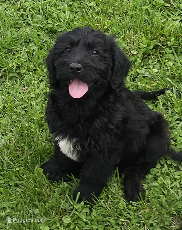 Max – Labradoodle puppy for sale in Godfrey, IL