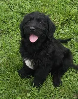 Max, a male Labradoodle for sale in Springfield, IL – 1 of 1