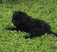 Scarlett , a female Labradoodle for sale in Springfield, IL – 2 of 3
