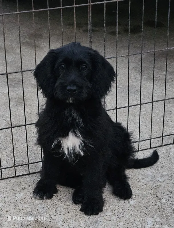 Sam – Labradoodle puppy for sale in Saint Louis, MO