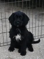 Sam, a male Labradoodle for sale in Saint Louis, MO – 1 of 1