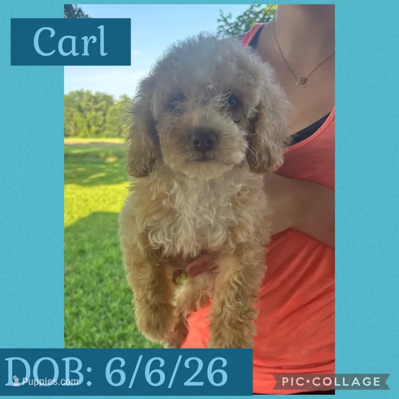 Carl – Goldendoodle puppy for sale in Saint Louis, MO