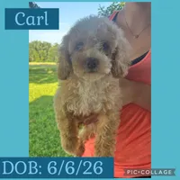Carl, a male Goldendoodle for sale in Saint Louis, MO – 1 of 1