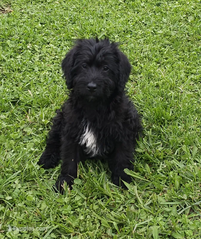Sam – Labradoodle puppy for sale in Godfrey, IL