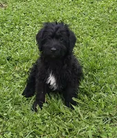 Sam, a male Labradoodle for sale in Springfield, IL – 1 of 2