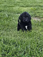 Max, a male Labradoodle for sale in Saint Louis, MO – Photo 3 of 3