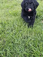 Max, a male Labradoodle for sale in Saint Louis, MO – Photo 2 of 3
