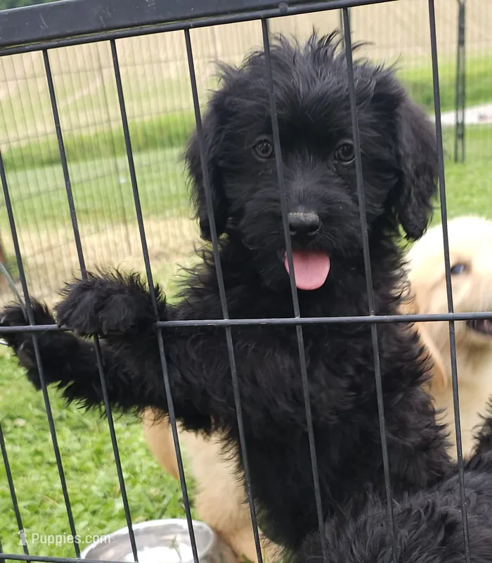 Scarlett  – Labradoodle puppy for sale in Springfield, IL