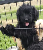 Scarlett , a female Labradoodle for sale in Springfield, IL – 1 of 3