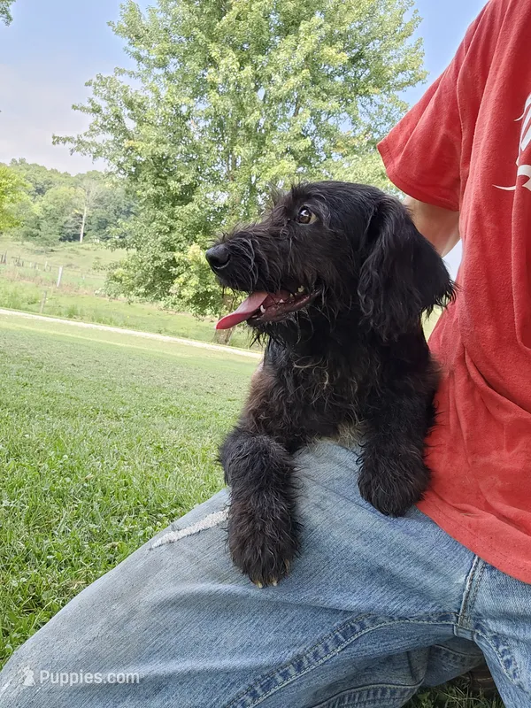 Cooper – Labradoodle puppy for sale in Batchtown, IL