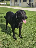 Expecting, a  Labrador Retriever for sale in Batchtown, IL – 2 of 5
