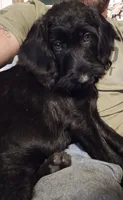 Scarlett , a female Labradoodle for sale in Batchtown, IL – 5 of 5