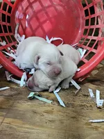 Buck, a male Labrador Retriever for sale in Saint Louis, MO – 5 of 6