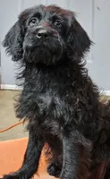 Scarlett , a female Labradoodle for sale in Saint Louis, MO – 1 of 1