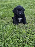 Buck, a male Labradoodle for sale in Saint Louis, MO – Photo 1 of 3