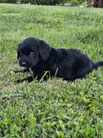 Buck, a male Labradoodle for sale in Saint Louis, MO – Photo 2 of 3