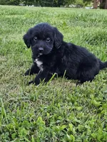 Buck, a male Labradoodle for sale in Saint Louis, MO – Photo 3 of 3