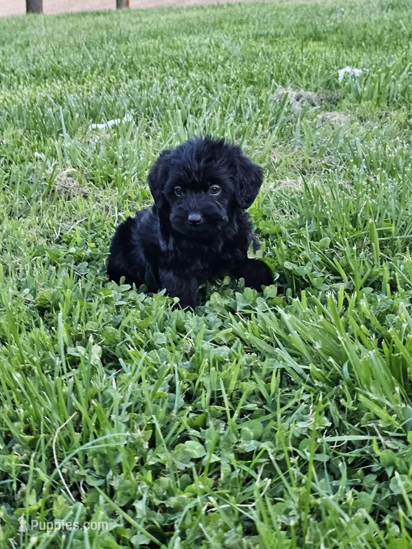 Cheyenne – Labradoodle puppy for sale in Saint Louis, MO