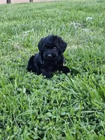 Cheyenne, a female Labradoodle for sale in Saint Louis, MO – Photo 1 of 2