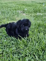 Cheyenne, a female Labradoodle for sale in Saint Louis, MO – Photo 2 of 2
