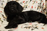 Scarlett , a female Labradoodle for sale in Batchtown, IL – 3 of 5