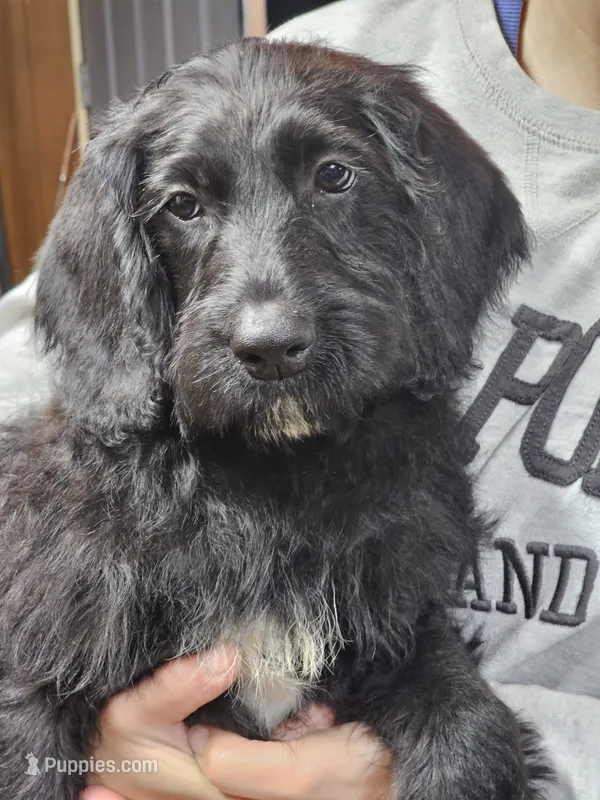 Cooper – Labradoodle puppy for sale in Saint Louis, MO
