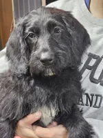 Cooper, a male Labradoodle for sale in Saint Louis, MO – 1 of 1