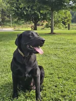 Expecting, a  Labrador Retriever for sale in Batchtown, IL – 3 of 5