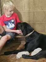 Buck, a male Labrador Retriever for sale in Saint Louis, MO – 6 of 6