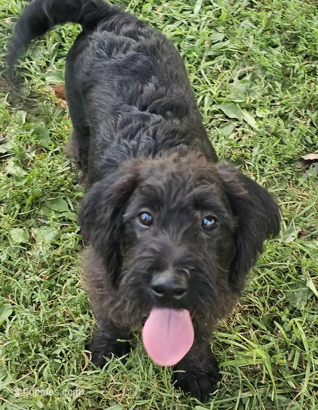 Max – Labradoodle puppy for sale in Batchtown, IL