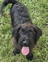 Max, a male Labradoodle for sale in Batchtown, IL – 1 of 1