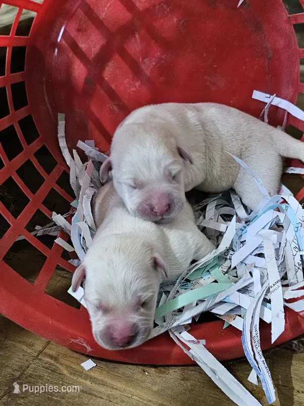 Buck – Labrador Retriever puppy for sale in Saint Louis, MO