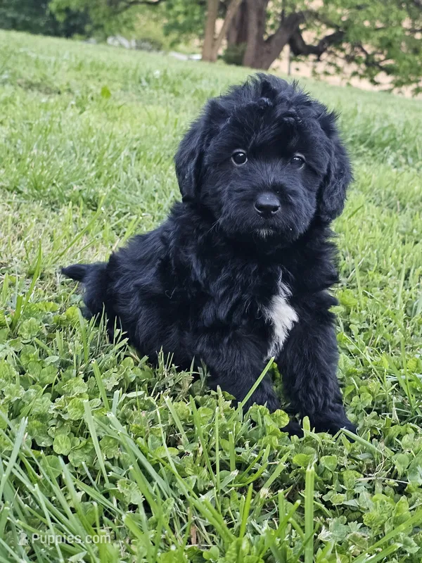 Sam – Labradoodle puppy for sale in Saint Louis, MO