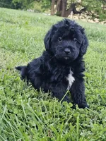Sam, a male Labradoodle for sale in Saint Louis, MO – Photo 1 of 2