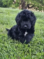 Sam, a male Labradoodle for sale in Saint Louis, MO – Photo 2 of 2