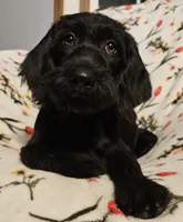 Scarlett , a female Labradoodle for sale in Batchtown, IL – 2 of 5