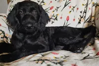 Scarlett , a female Labradoodle for sale in Batchtown, IL – 4 of 5