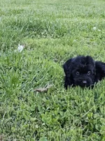 Scarlett , a female Labradoodle for sale in Saint Louis, MO – Photo 2 of 2